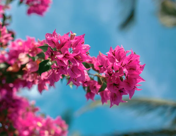 Bloem over blauwe hemel. — Stockfoto