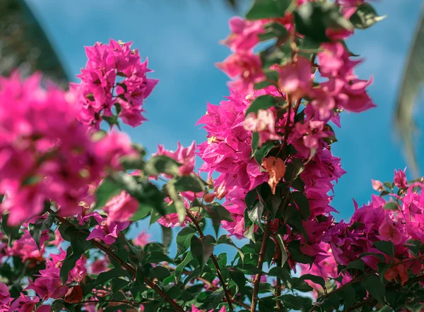 Flor sobre cielo azul . — Foto de Stock