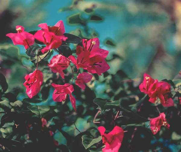 Rode boom bloem — Stockfoto