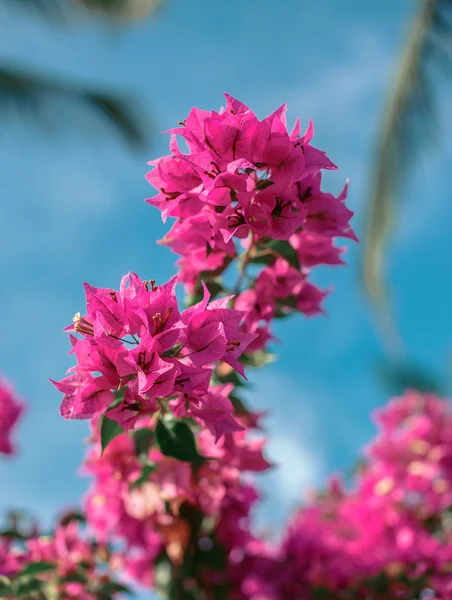 Fleurs d'arbre rouge — Photo