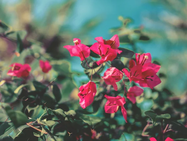 Rode boom bloem — Stockfoto
