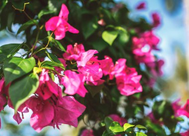 vahşi kırmızı çiçekler.