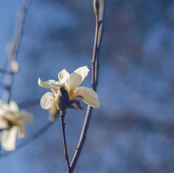 彩叶树种花 — 图库照片