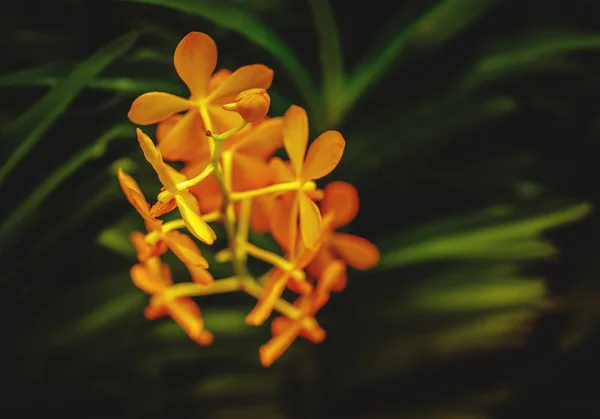 Fiori tropicali dell'orchidea arancione . — Foto Stock