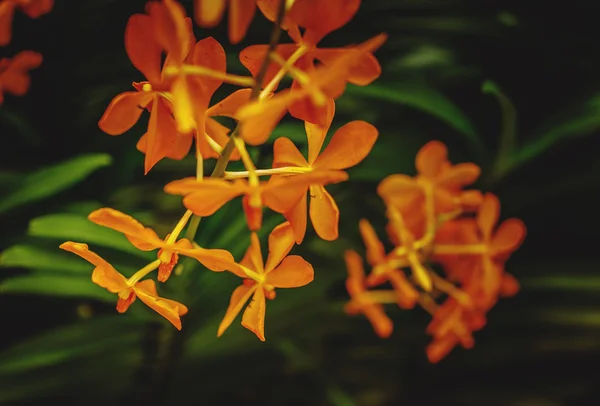 Fiori tropicali dell'orchidea arancione . — Foto Stock