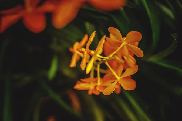 Fiori tropicali dell'orchidea arancione . — Foto Stock