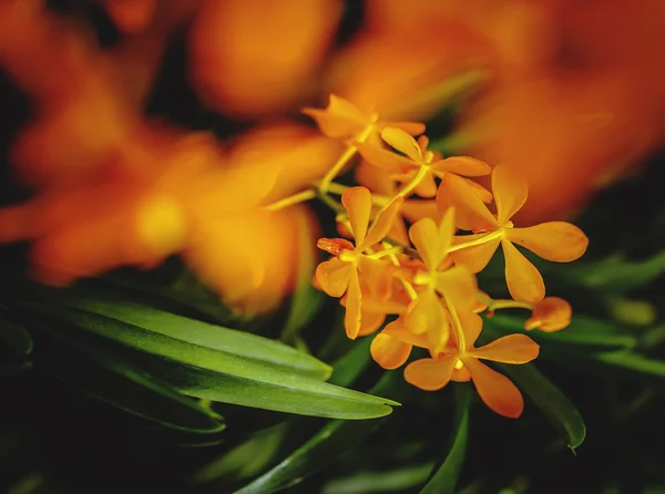 Тропічні помаранчеві квіти орхідей . — стокове фото