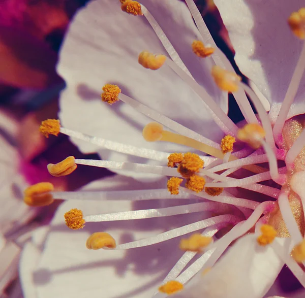 Colorful tree  flower — Stock Photo, Image