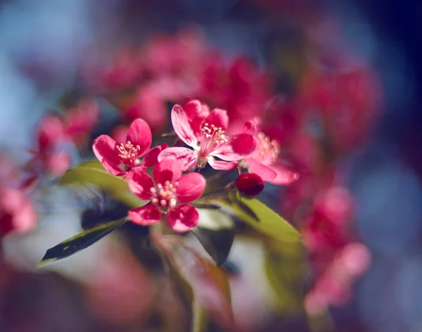 Roze boom van bloemen. — Stockfoto