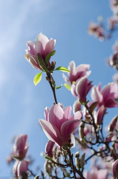 Kleurrijke boom van bloemen. — Stockfoto