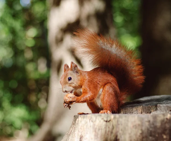 Rotes Eichhörnchen sitzt — Stockfoto