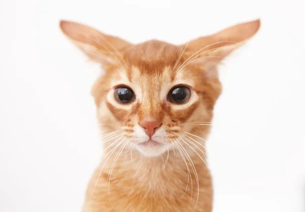 Little red cat. — Stock Photo, Image