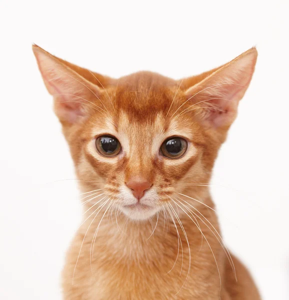 Kleine rote Katze. — Stockfoto