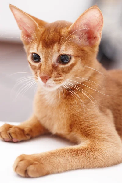 Pequeno gato vermelho . — Fotografia de Stock