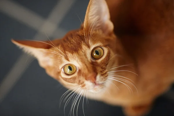 Kleine rote Katze. — Stockfoto