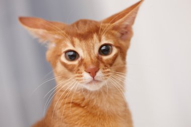 küçük kırmızı kedi.