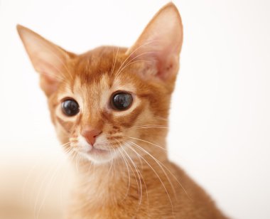 küçük kırmızı kedi.