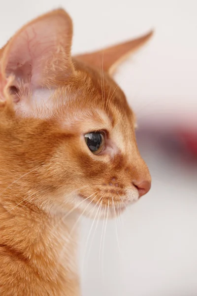 Malá červená kočka. — Stock fotografie