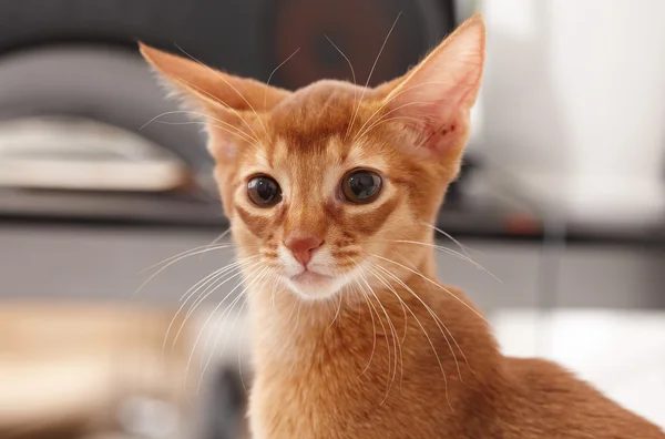 Kleine rote Katze. — Stockfoto