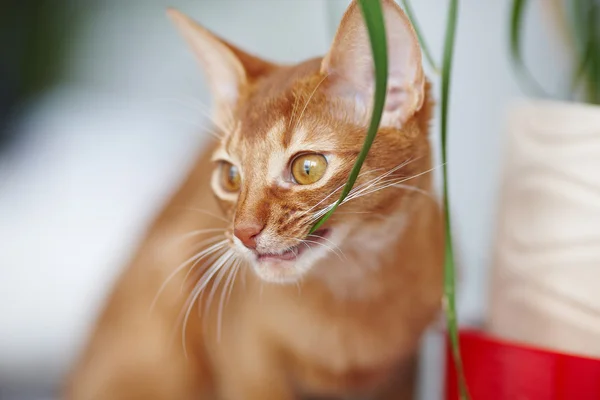 Söt liten röd katt. — Stockfoto