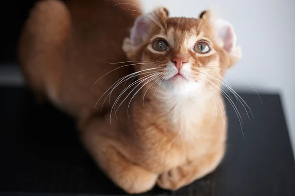 Kleine rote Katze. — Stockfoto