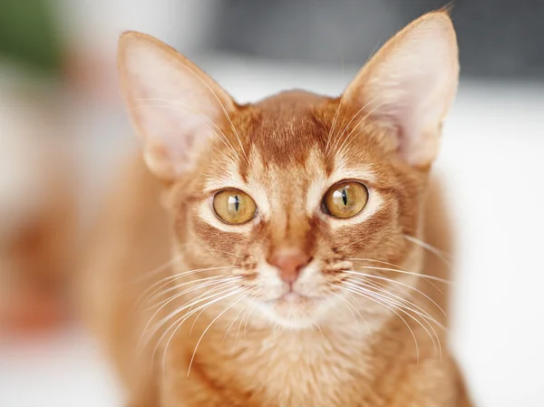 Słodkie mało czerwony kot. — Zdjęcie stockowe