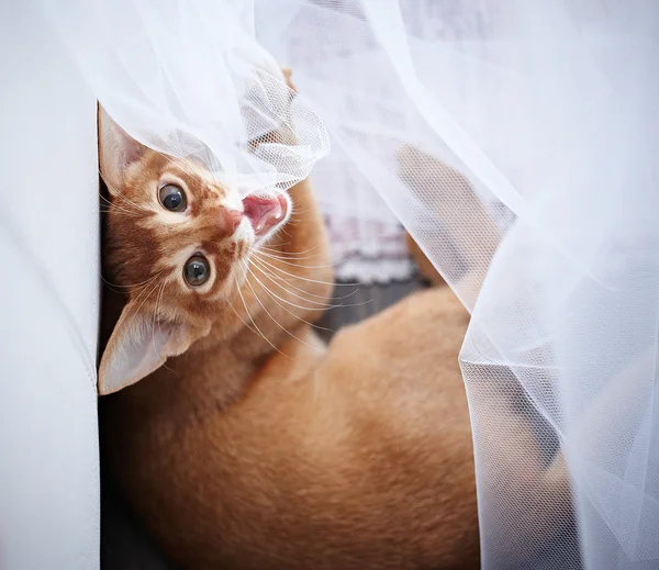 Piccolo gatto rosso . — Foto Stock