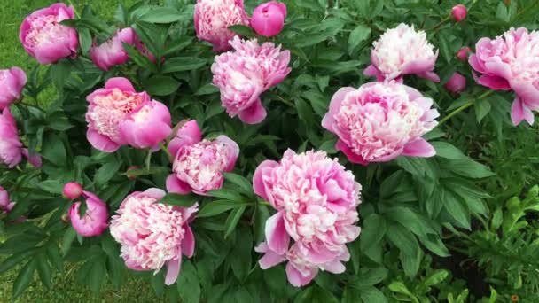 Pink peonies blooming in the garden — Stock Video