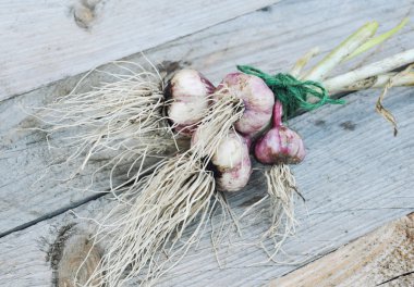 Sarımsak ampuller ve rustik ahşap arka plan üzerinde diş sarımsak