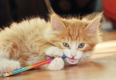Cute, komik kabarık zencefil yavru kedi bir kalem gnaws. Geri okul kavramı.