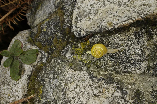 Caracol amarillo
