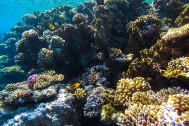 Red Sea sualtı mercan