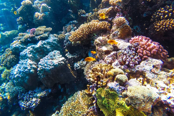 Red sea underwater coral reef — Stock Photo, Image