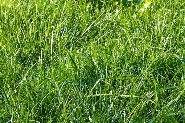 Φρέσκο πράσινο γρασίδι άνοιξη — Φωτογραφία Αρχείου