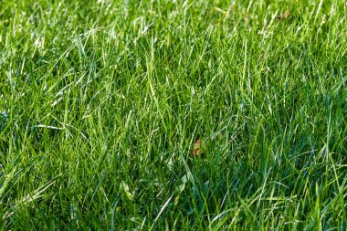 Taze Bahar Yeşil Çim