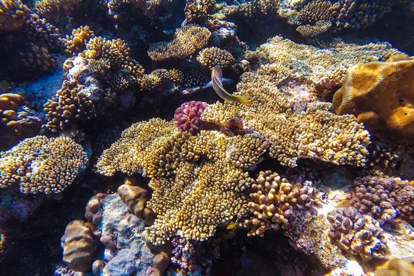 Barriera corallina sottomarina del mare rosso — Foto Stock