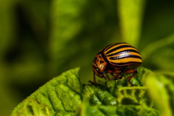 Lo scarabeo del Colorado mangia foglie di patata — Foto Stock