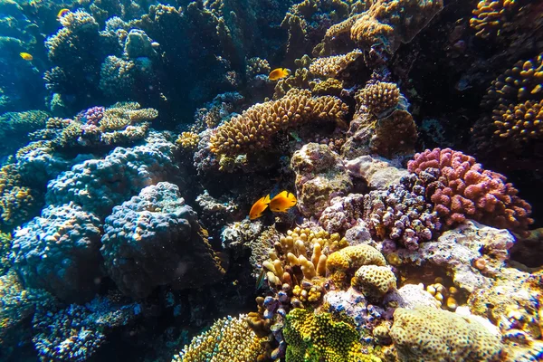 Mar vermelho recife de coral subaquático — Fotografia de Stock