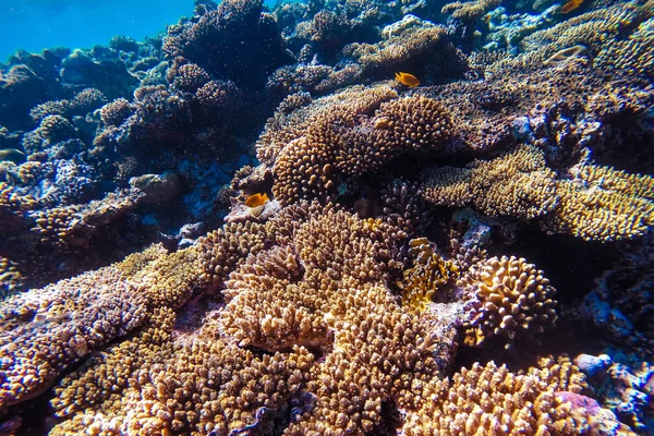 Mar vermelho recife de coral subaquático — Fotografia de Stock