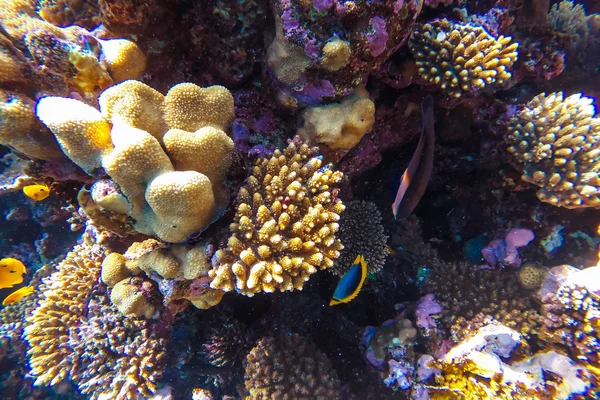 Arrecife de coral submarino de mar rojo —  Fotos de Stock