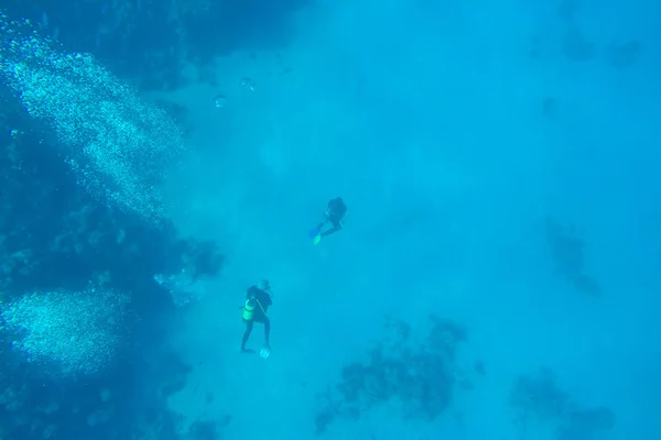 Arrecife de coral submarino de mar rojo —  Fotos de Stock