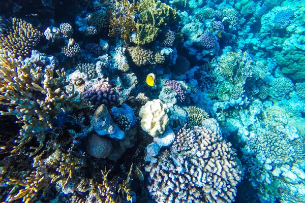 Barriera corallina sottomarina del mare rosso — Foto Stock