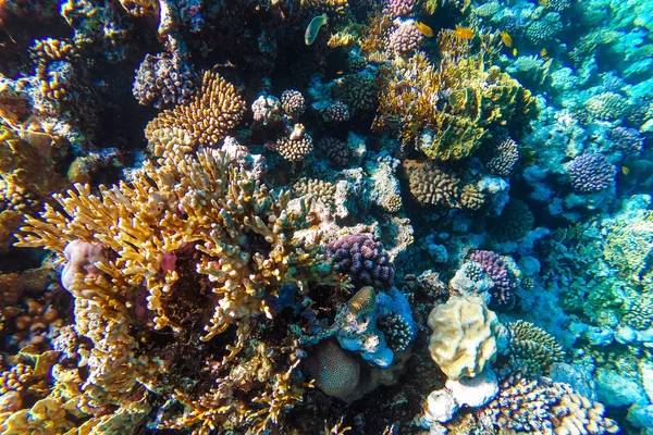 Arrecife de coral submarino de mar rojo —  Fotos de Stock