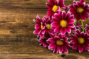 Kırmızı krizantem