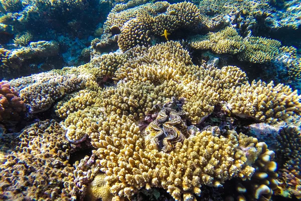 Mar vermelho recife de coral subaquático — Fotografia de Stock