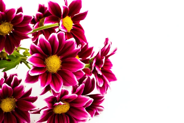 Červená chrysanthemum — Stock fotografie