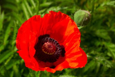 vahşi büyüyen güzel kırmızı gelincik