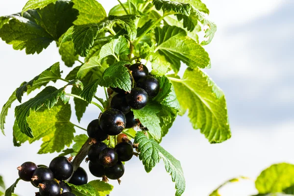 Blackcurrant — Stok fotoğraf