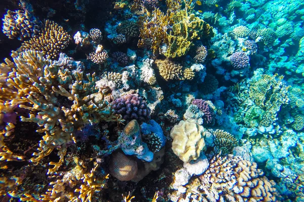 Barriera corallina sottomarina del mare rosso — Foto Stock