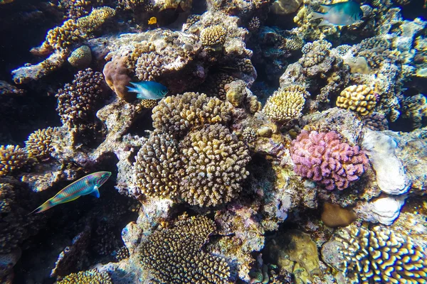 Barriera corallina sottomarina del mare rosso — Foto Stock